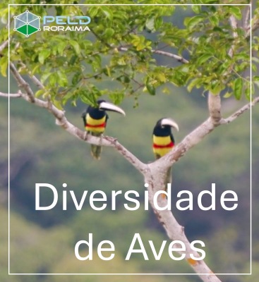 Diversidade de aves