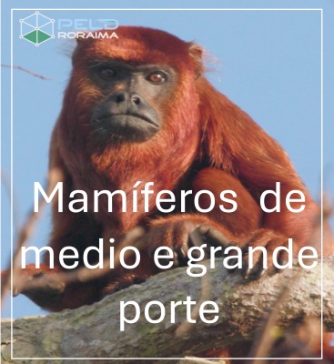 Mamíferos de médio e grande porte