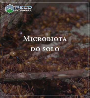 Microbiota do solo
